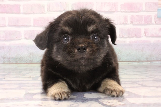 兵庫県のチワックス(チワワ×ダックス) (Coo&RIKU姫路店/2025年10月14日生まれ/男の子/ブラッククリーム)の子犬