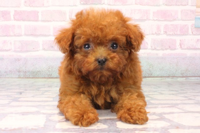 兵庫県のトイプードル(トイ) (Coo&RIKU丹波店/2025年10月16日生まれ/女の子/レッドフォーン)の子犬