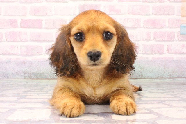 兵庫県のミニチュアダックスフンド(ロング) (Coo&RIKU三木店/2025年10月10日生まれ/女の子/レッド)の子犬