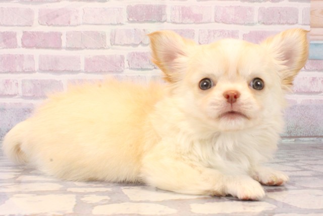 東京都のチワワ(ロング) (Coo&RIKU三軒茶屋店/2025年10月16日生まれ/男の子/クリームホワイト)の子犬の2枚目の画像