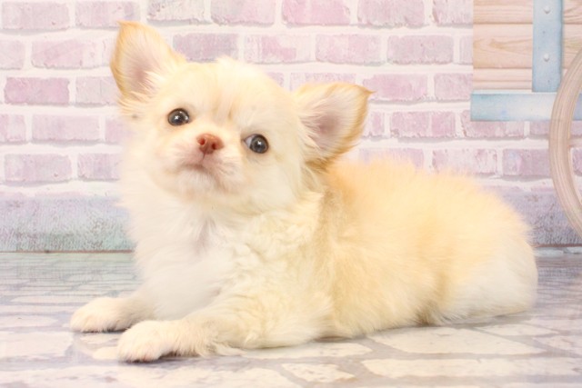 東京都のチワワ(ロング) (Coo&RIKU三軒茶屋店/2025年10月16日生まれ/男の子/クリームホワイト)の子犬の3枚目の画像