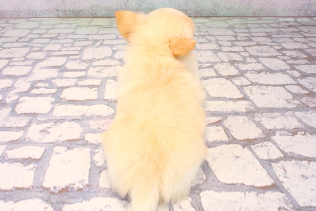 東京都のチワワ(ロング) (Coo&RIKU三軒茶屋店/2025年10月16日生まれ/男の子/クリームホワイト)の子犬の4枚目の画像