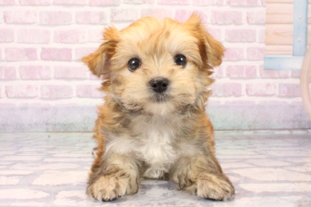 兵庫県のマルキー/マルヨーキー(マルチーズ×ヨークシャーテリア) (Coo&RIKU三木店/2025年10月15日生まれ/女の子/パーティーカラー)の子犬