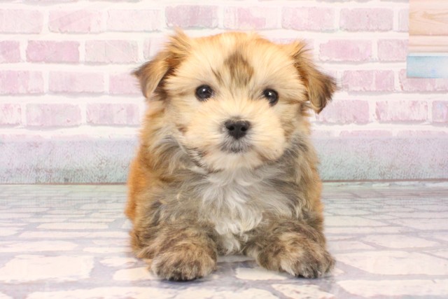 大阪府のマルキー/マルヨーキー(マルチーズ×ヨークシャーテリア) (Coo&RIKU高槻店/2025年10月15日生まれ/女の子/パーティーカラー)の子犬の1枚目の画像