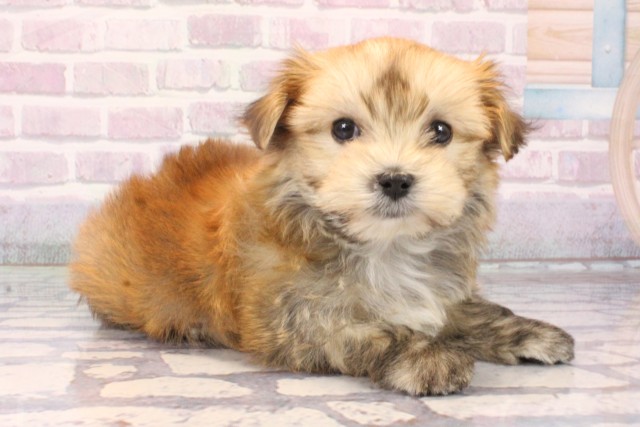 大阪府のマルキー/マルヨーキー(マルチーズ×ヨークシャーテリア) (Coo&RIKU高槻店/2025年10月15日生まれ/女の子/パーティーカラー)の子犬の2枚目の画像