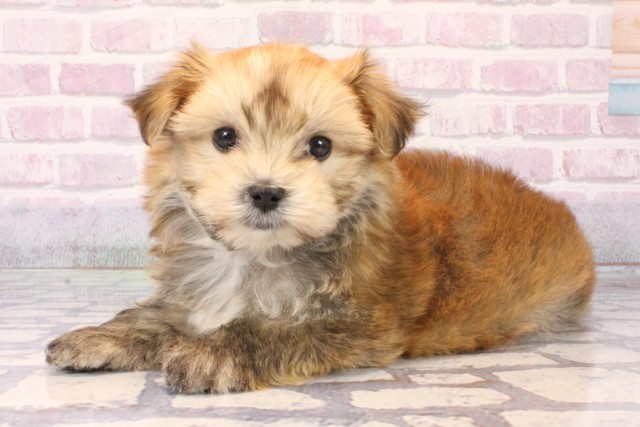 大阪府のマルキー/マルヨーキー(マルチーズ×ヨークシャーテリア) (Coo&RIKU高槻店/2025年10月15日生まれ/女の子/パーティーカラー)の子犬の3枚目の画像