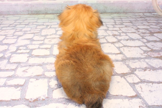 大阪府のマルキー/マルヨーキー(マルチーズ×ヨークシャーテリア) (Coo&RIKU高槻店/2025年10月15日生まれ/女の子/パーティーカラー)の子犬の4枚目の画像