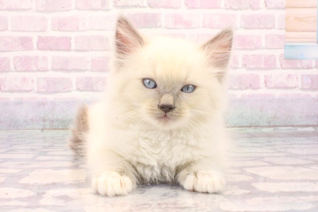 大阪府のラグドール (Coo&RIKU和泉店/2025年10月16日生まれ/男の子/ブルーポイントミテッド)の子猫の1枚目の画像