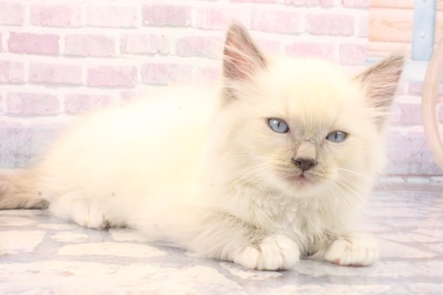 大阪府のラグドール (Coo&RIKU和泉店/2025年10月16日生まれ/男の子/ブルーポイントミテッド)の子猫の2枚目の画像