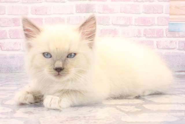 大阪府のラグドール (Coo&RIKU和泉店/2025年10月16日生まれ/男の子/ブルーポイントミテッド)の子猫の3枚目の画像
