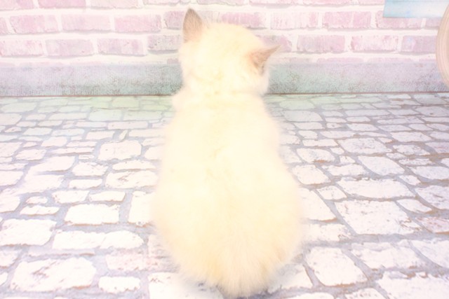 大阪府のラグドール (Coo&RIKU和泉店/2025年10月16日生まれ/男の子/ブルーポイントミテッド)の子猫の4枚目の画像