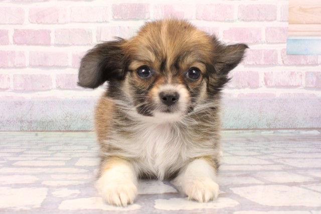 兵庫県のパピチー/チワパピ(パピヨン×チワワ) (Coo&RIKU伊丹店/2025年10月15日生まれ/男の子/レッドホワイト)の子犬の1枚目の画像