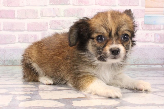 兵庫県のパピチー/チワパピ(パピヨン×チワワ) (Coo&RIKU伊丹店/2025年10月15日生まれ/男の子/レッドホワイト)の子犬の2枚目の画像