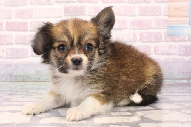 兵庫県のパピチー/チワパピ(パピヨン×チワワ) (Coo&RIKU伊丹店/2025年10月15日生まれ/男の子/レッドホワイト)の子犬の3枚目の画像