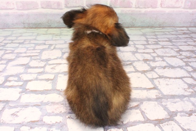 兵庫県のパピチー/チワパピ(パピヨン×チワワ) (Coo&RIKU伊丹店/2025年10月15日生まれ/男の子/レッドホワイト)の子犬の4枚目の画像