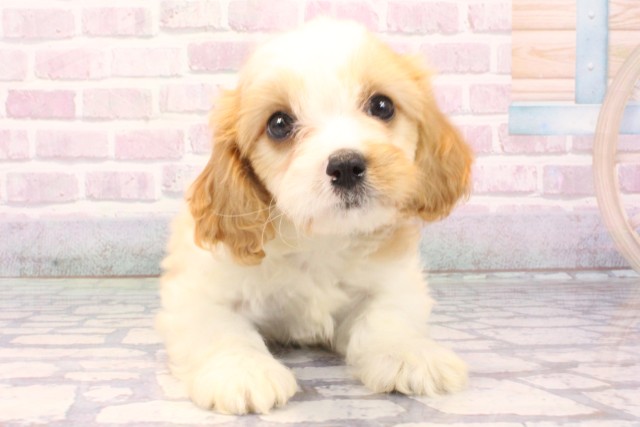 京都府のハーフ犬・ミックス犬 (Coo&RIKU京都店/2025年10月15日生まれ/男の子/レッドホワイト)の子犬の1枚目の画像