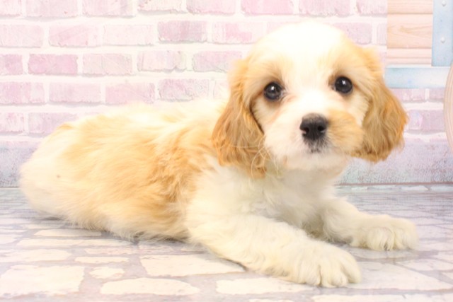 京都府のハーフ犬・ミックス犬 (Coo&RIKU京都店/2025年10月15日生まれ/男の子/レッドホワイト)の子犬の2枚目の画像