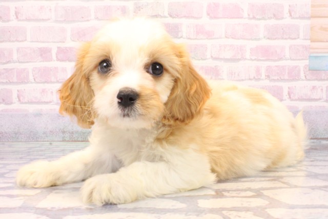 京都府のハーフ犬・ミックス犬 (Coo&RIKU京都店/2025年10月15日生まれ/男の子/レッドホワイト)の子犬の3枚目の画像