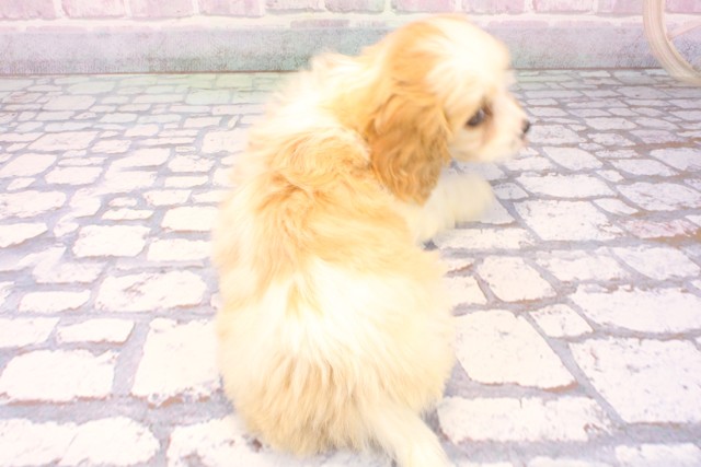 京都府のハーフ犬・ミックス犬 (Coo&RIKU京都店/2025年10月15日生まれ/男の子/レッドホワイト)の子犬の4枚目の画像