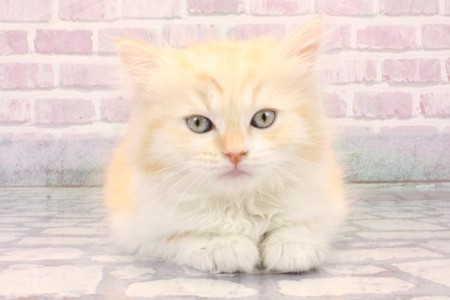 兵庫県のラガマフィン (Coo&RIKU姫路店/2025年10月11日生まれ/女の子/クリームタビーホワイト)の子猫