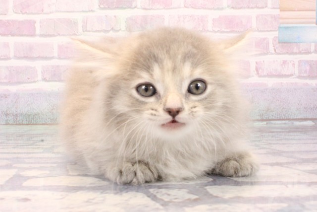 兵庫県のマンチカン (Coo&RIKU尼崎店/2025年10月13日生まれ/女の子/ブルータビー)の子猫