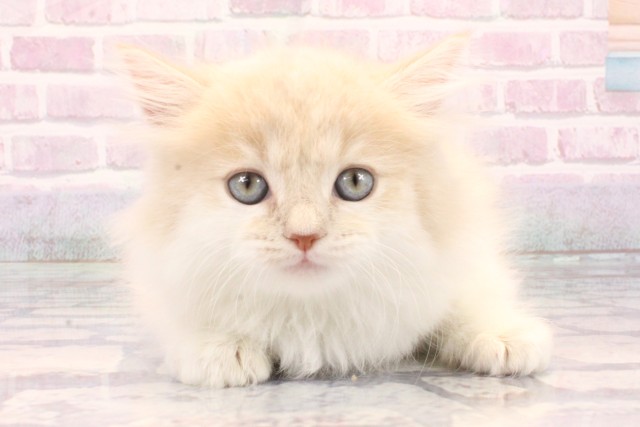 滋賀県のマンチカン (Coo&RIKU長浜店/2025年10月13日生まれ/女の子/クリームタビーホワイト)の子猫の1枚目の画像