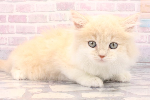 滋賀県のマンチカン (Coo&RIKU長浜店/2025年10月13日生まれ/女の子/クリームタビーホワイト)の子猫の2枚目の画像