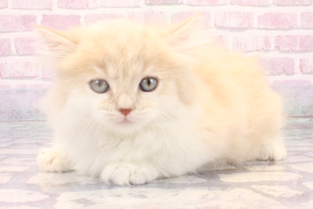 滋賀県のマンチカン (Coo&RIKU長浜店/2025年10月13日生まれ/女の子/クリームタビーホワイト)の子猫の3枚目の画像