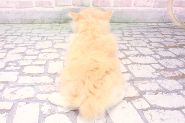 滋賀県のマンチカン (Coo&RIKU長浜店/2025年10月13日生まれ/女の子/クリームタビーホワイト)の子猫の4枚目の画像