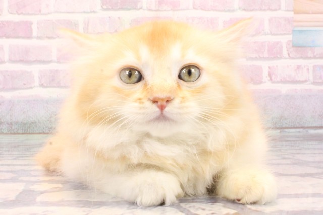 兵庫県のマンチカン (Coo&RIKU姫路店/2025年10月6日生まれ/女の子/レッドタビーホワイト)の子猫