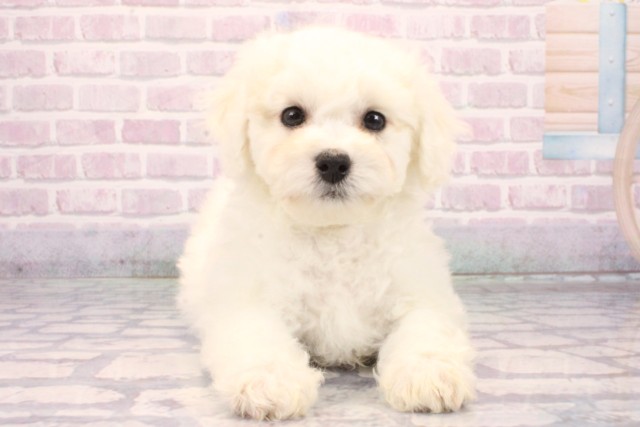 大阪府のビションフリーゼ (Coo&RIKU松原店/2025年10月15日生まれ/男の子/ホワイト)の子犬の1枚目の画像