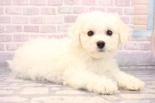 大阪府のビションフリーゼ (Coo&RIKU松原店/2025年10月15日生まれ/男の子/ホワイト)の子犬の2枚目の画像