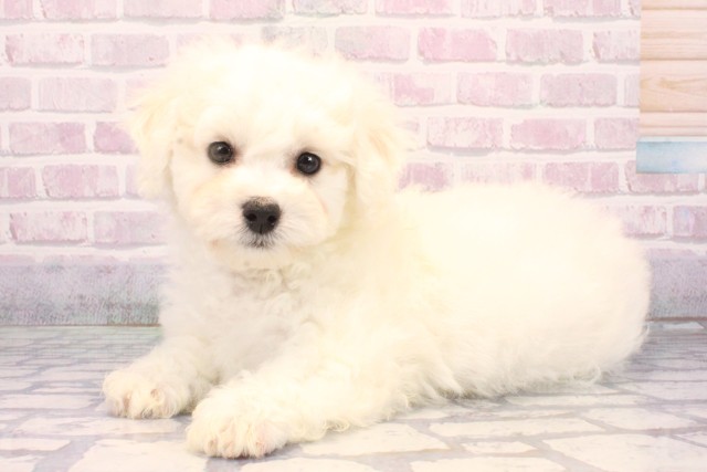 大阪府のビションフリーゼ (Coo&RIKU松原店/2025年10月15日生まれ/男の子/ホワイト)の子犬の3枚目の画像