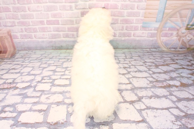 大阪府のビションフリーゼ (Coo&RIKU松原店/2025年10月15日生まれ/男の子/ホワイト)の子犬の4枚目の画像