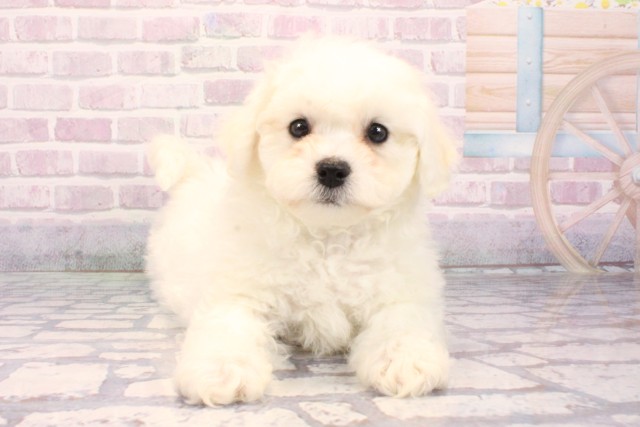 兵庫県のビションフリーゼ (Coo&RIKU伊丹店/2025年10月15日生まれ/男の子/ホワイト)の子犬