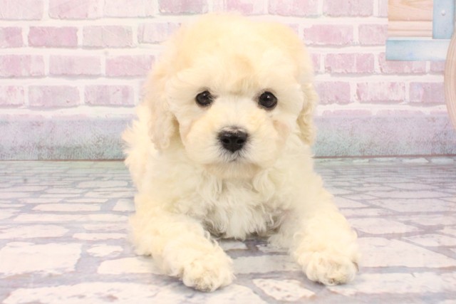 兵庫県のトイプードル(トイ) (Coo&RIKU神戸三宮店/2025年10月13日生まれ/女の子/ホワイト)の子犬