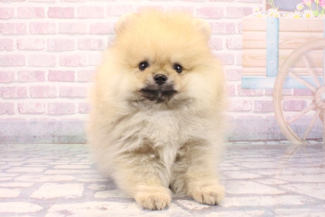 兵庫県のポメラニアン (Coo&RIKU伊丹店/2025年10月16日生まれ/男の子/ウルフセーブル)の子犬