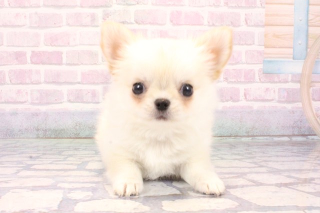 兵庫県のチワワ(ロング) (Coo&RIKU神戸三宮店/2025年10月14日生まれ/男の子/クリーム)の子犬