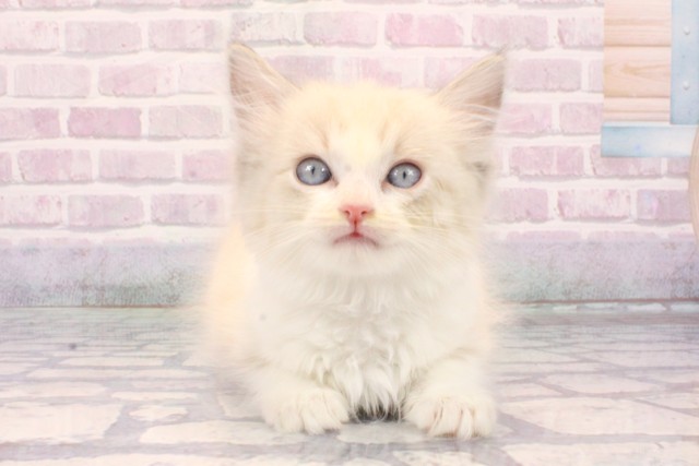大阪府のラグドール (Coo&RIKU茶屋町店/2025年10月16日生まれ/女の子/シールポイントバイカラー)の子猫の1枚目の画像