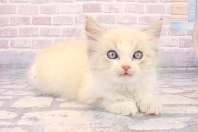大阪府のラグドール (Coo&RIKU茶屋町店/2025年10月16日生まれ/女の子/シールポイントバイカラー)の子猫の2枚目の画像