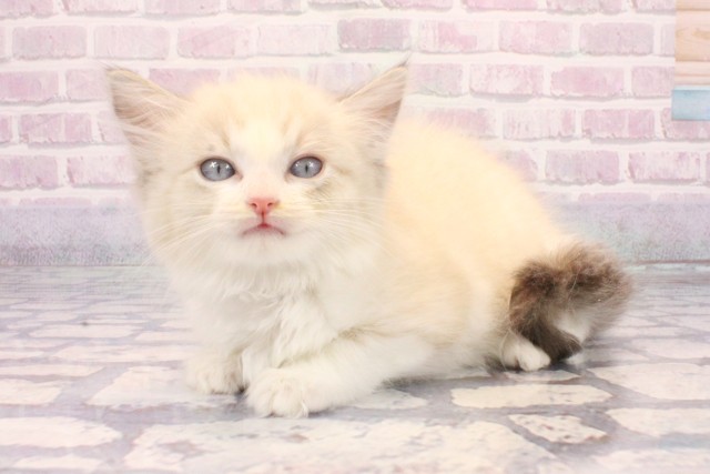 大阪府のラグドール (Coo&RIKU茶屋町店/2025年10月16日生まれ/女の子/シールポイントバイカラー)の子猫の3枚目の画像