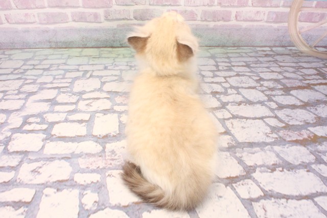 大阪府のラグドール (Coo&RIKU茶屋町店/2025年10月16日生まれ/女の子/シールポイントバイカラー)の子猫の4枚目の画像