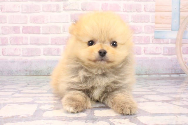 兵庫県のポメラニアン (Coo&RIKU神戸三宮店/2025年10月14日生まれ/男の子/オレンジセーブル)の子犬の1枚目の画像
