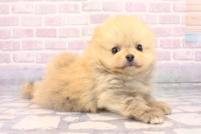 兵庫県のポメラニアン (Coo&RIKU神戸三宮店/2025年10月14日生まれ/男の子/オレンジセーブル)の子犬の2枚目の画像