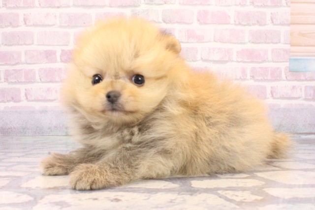 兵庫県のポメラニアン (Coo&RIKU神戸三宮店/2025年10月14日生まれ/男の子/オレンジセーブル)の子犬の3枚目の画像