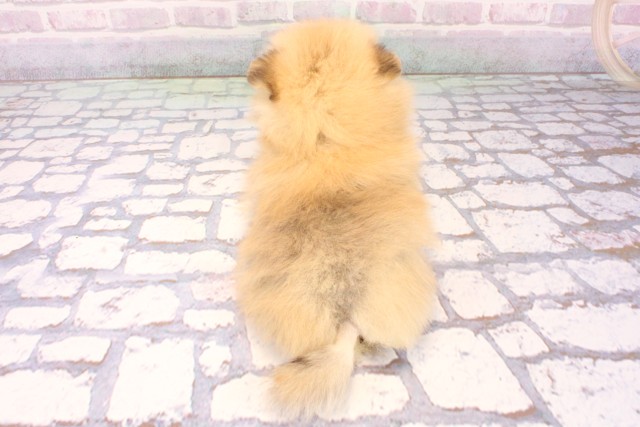 兵庫県のポメラニアン (Coo&RIKU神戸三宮店/2025年10月14日生まれ/男の子/オレンジセーブル)の子犬の4枚目の画像