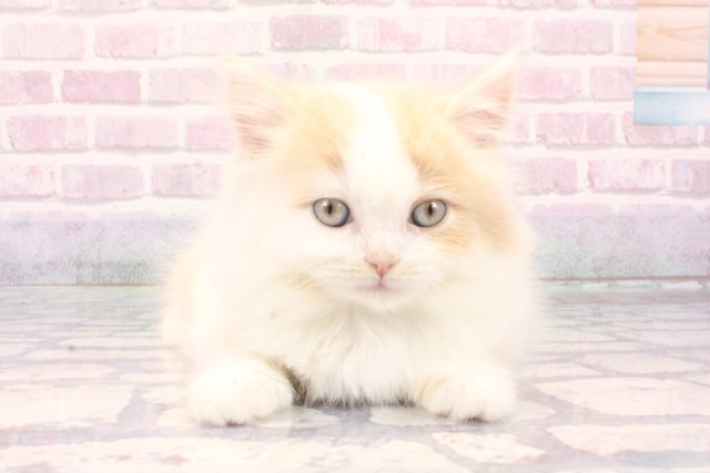 兵庫県のスコティッシュフォールド (Coo&RIKU丹波店/2025年10月15日生まれ/男の子/クリームタビーホワイト)の子猫