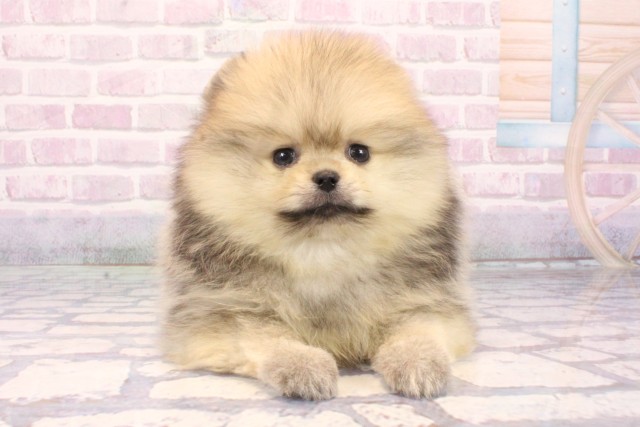 兵庫県のポメラニアン (Coo&RIKU尼崎店/2025年10月16日生まれ/男の子/クリームセーブル)の子犬