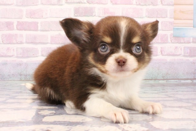 大阪府のチワワ(ロング) (Coo&RIKU天王寺店/2025年10月14日生まれ/男の子/チョコレートタンホワイト)の子犬の2枚目の画像