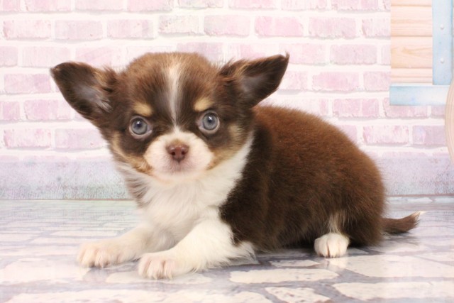 大阪府のチワワ(ロング) (Coo&RIKU天王寺店/2025年10月14日生まれ/男の子/チョコレートタンホワイト)の子犬の3枚目の画像